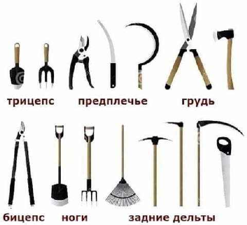 64 трицепс предплечье грудь бицепс ноги задние дельты