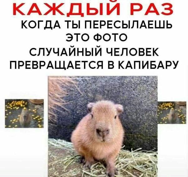 КАЖДЫЙ РАЗ КОГДА ТЫ ПЕРЕСЫЛАЕШЬ ЭТО ФОТО СЛУЧАЙНЫЙ ЧЕЛОВЕК ПРЕВРАЩАЕТСЯ В КАПИБАРУ