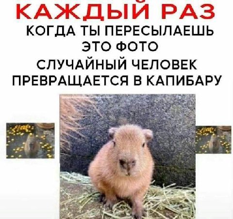 КАЖДЫЙ РАЗ КОГДА ТЫ ПЕРЕСЫЛАЕШЬ ЭТО ФОТО СЛУЧАЙНЫЙ ЧЕЛОВЕК ПРЕВРАЩАЕТСЯ В КАПИБАРУ