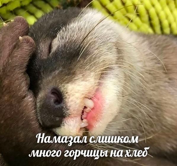 <4 a Намазал слшиком много горчици на хлеб