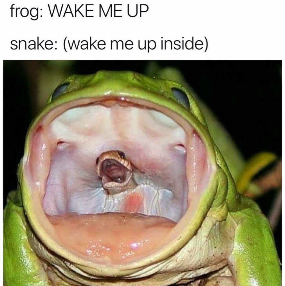 frog: WAKE ME UP snake: (wake me up inside) 1 a
