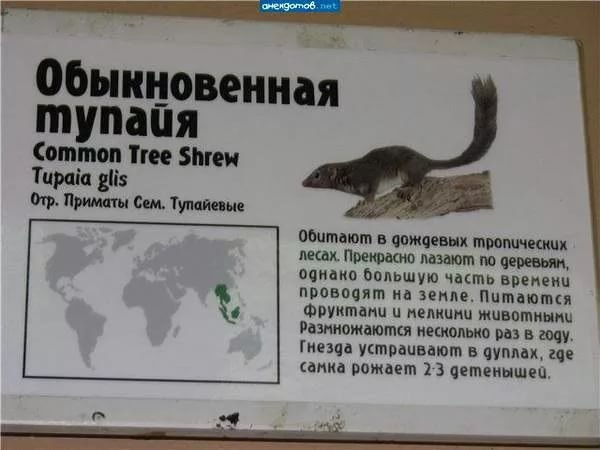 net Common Tree Shrew Tupaia glis Orp. Приматы Сем, Тупайевые Обитают в дождевых тропических лесах. Прекрасно лазают по деревьям, однано большую часть времени на земле, Питаются Фруктами и мелкими жив