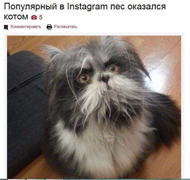 Популярный в Instagram пес оказался КОТОМ 5 Комментировать Распечатать