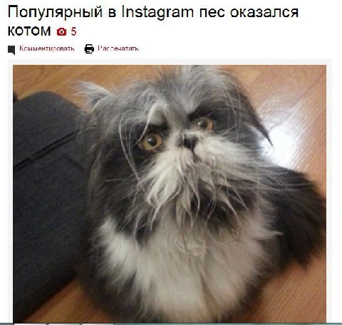 Популярный в Instagram пес оказался КОТОМ 5 Комментировать Распечатать