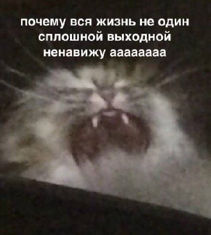 почему вся жизнь не один сплошной выходной ненавижу аааааааа