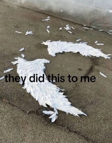 did