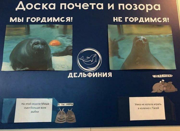 Доска почета и позора мы ГОРДИМСЯ! НЕ ГОРДИМСЯ! 22 ДЕЛЬФИНИЯ этой неделе Миша. [А не хотела играть всех рыбки 8 колечко с Тасей
