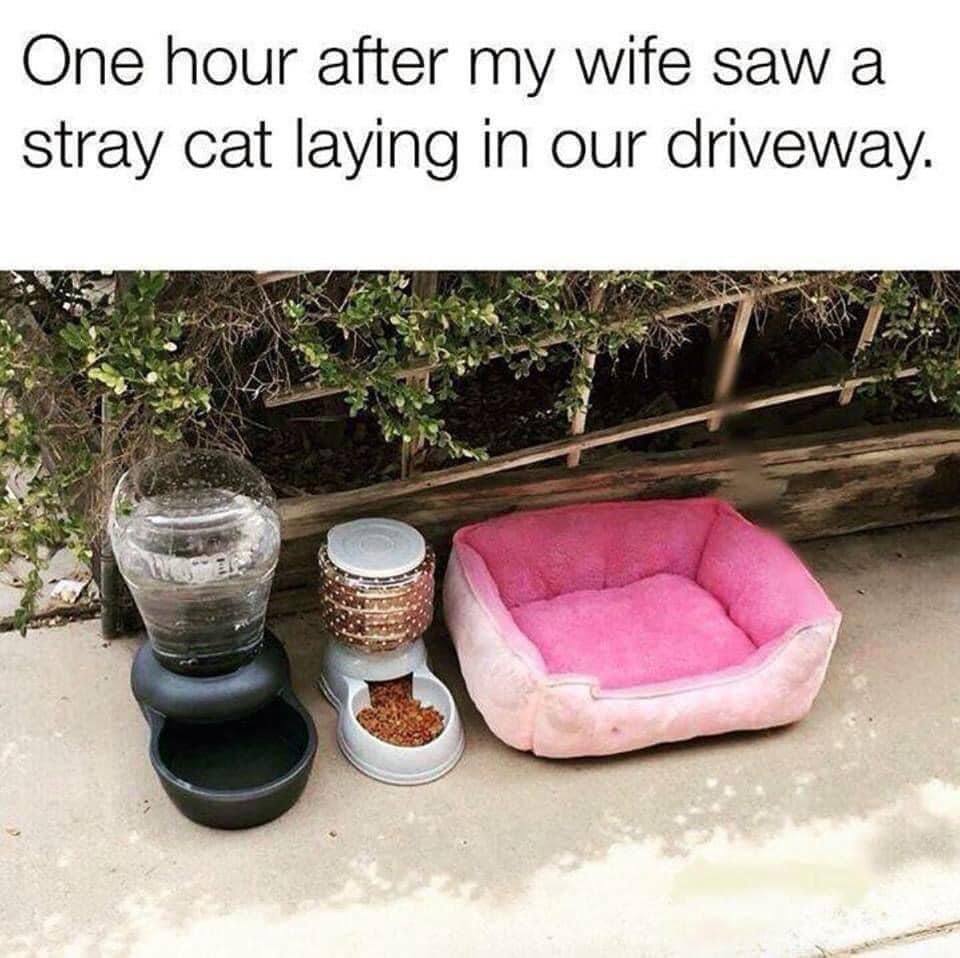 One hour after my wife saw а stray cat laying in our driveway.