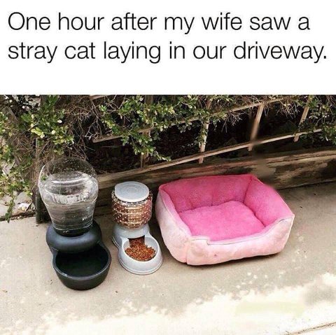 One hour after my wife saw а stray cat laying in our driveway.