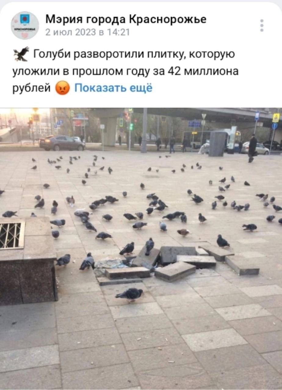 Mapua города Краснорожье 2 июл 2023 в 14:21 Голуби разворотили плитку, которую уложили в прошлом году за 42 миллиона рублей Показать ещё we: