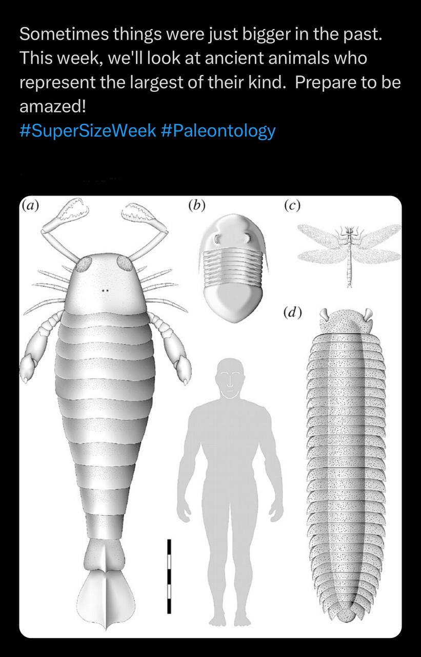 Sometimes things were just bigger the past. This week, we'll look at ancient animals who represent the largest of their kind. Prepare to be amazed! #SuperSizeWeek #Paleontology (a) (4) у