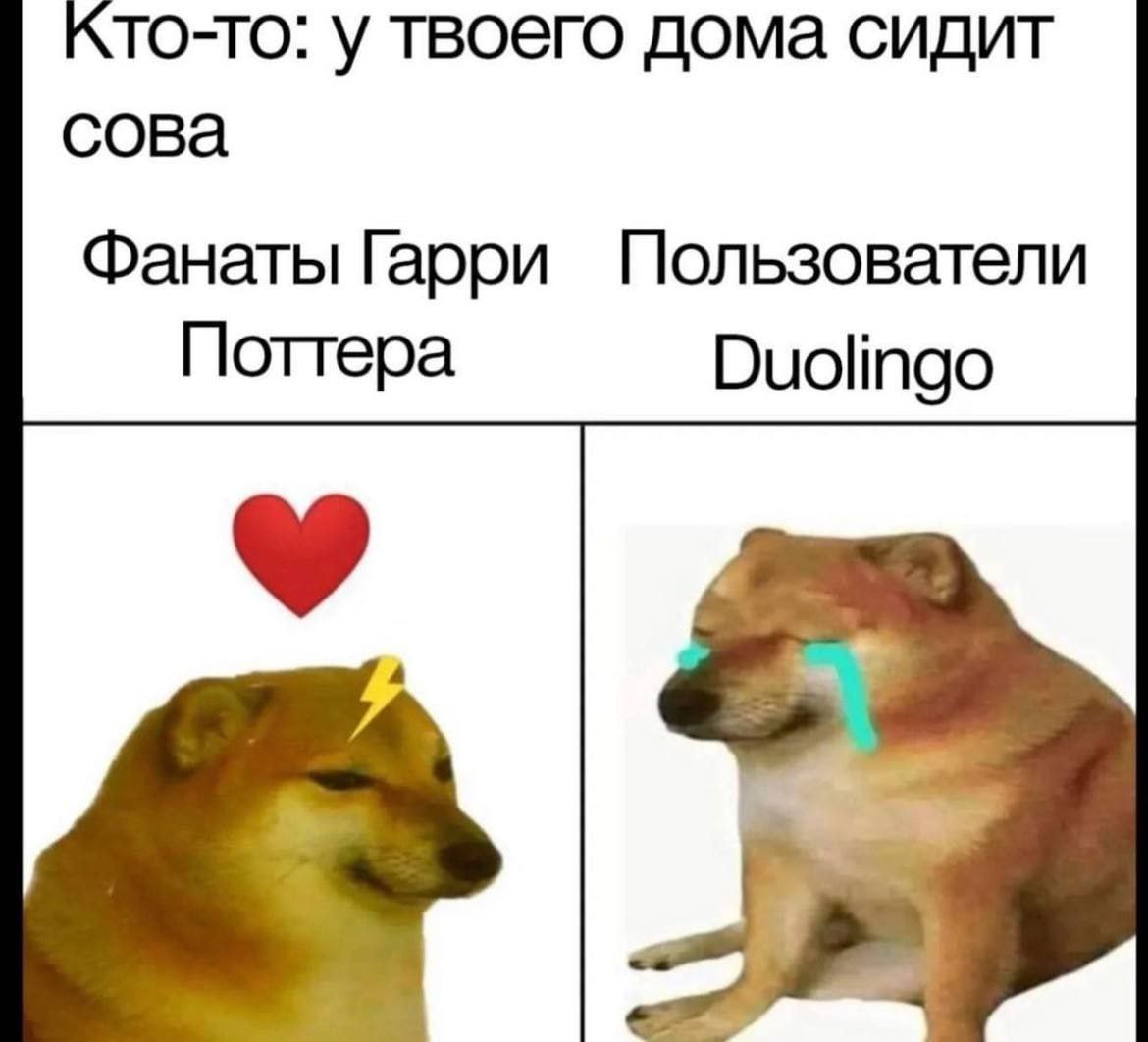 кто-то: у твоего дома сидит сова Фанаты Гарри Пользователи Поттера Duolingo