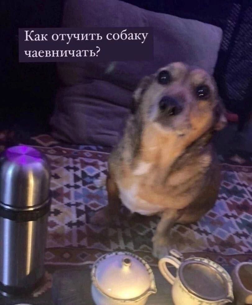 Как отучить собаку чаевничать?
