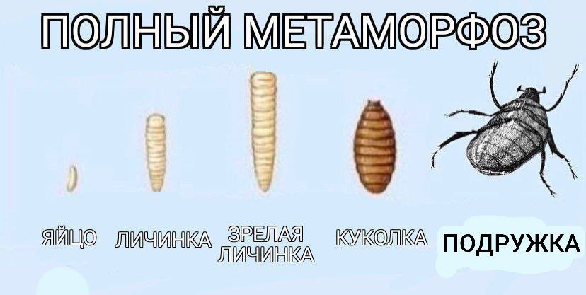ПОЛНЫЙ ЯЙЦО ЛИЧИНКА КУКОЛКА ПОДРУЖКА