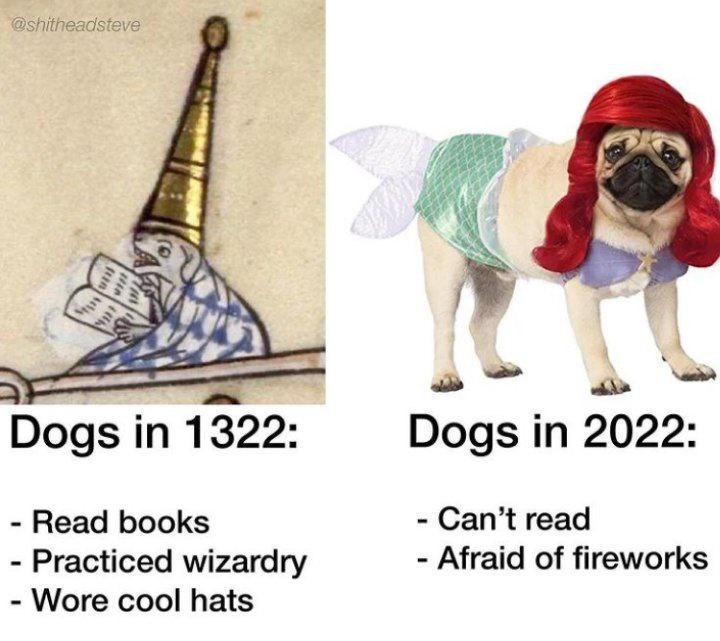 @shitheadsteve \4 a и Dogs in 1322: Dogs in 2022: Read books Can’t read Practiced wizardry Afraid of fireworks Wore cool hats