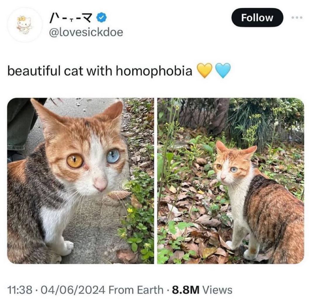 4 @lovesickdoe beautiful cat with homophobia 72 per 11:38 04/06/2024 From Earth Views