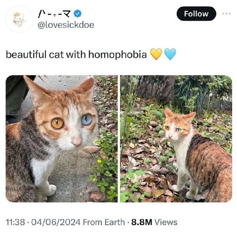 4 @lovesickdoe beautiful cat with homophobia 72 per 11:38 04/06/2024 From Earth Views
