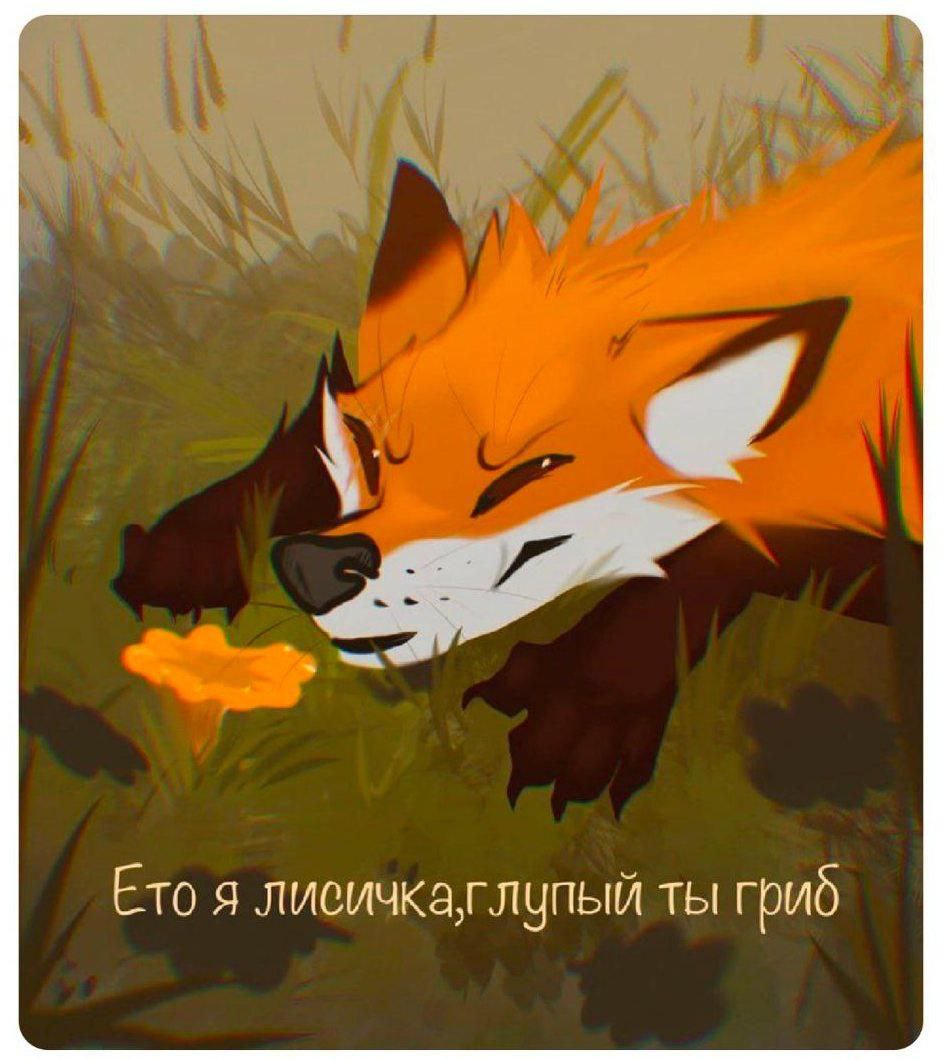 Ето я лисичкаглупый ты гриб