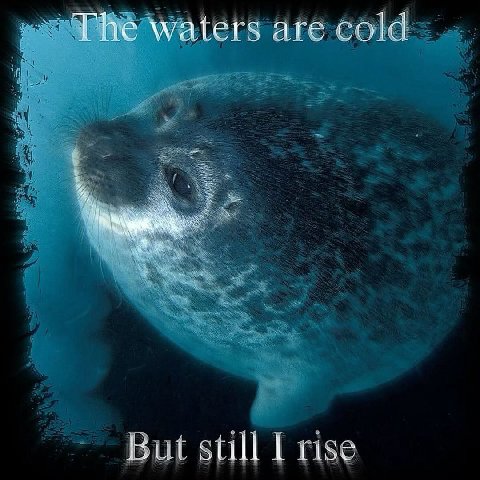 waters are cold But still I rise