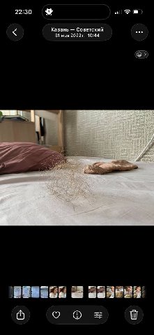 перекати поле