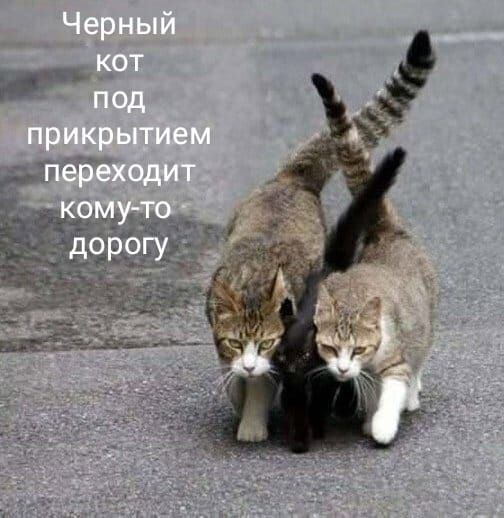 Черный КОТ под прикрытием переходит кому-то дорогу