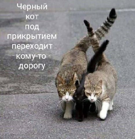 Черный КОТ под прикрытием переходит кому-то дорогу