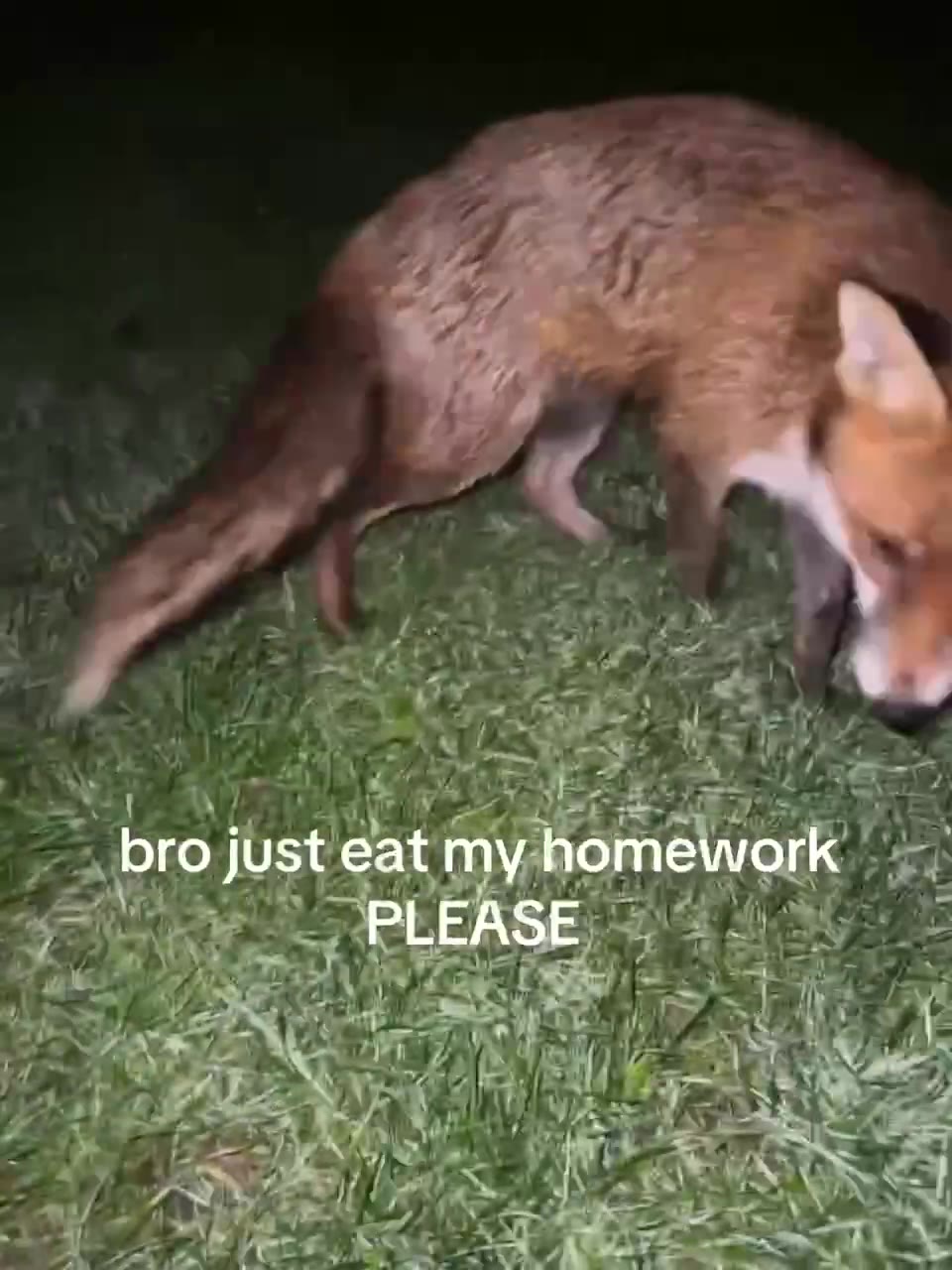 bro just eat my homework PLEASE