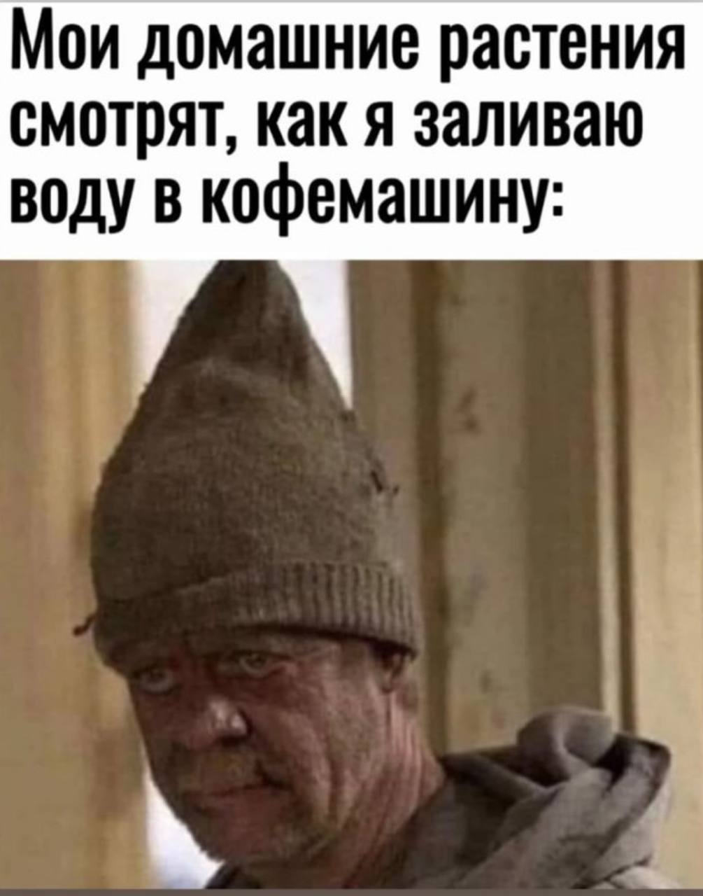Мои домашние растения смотрят, как я заливаю воду в кофемашину: