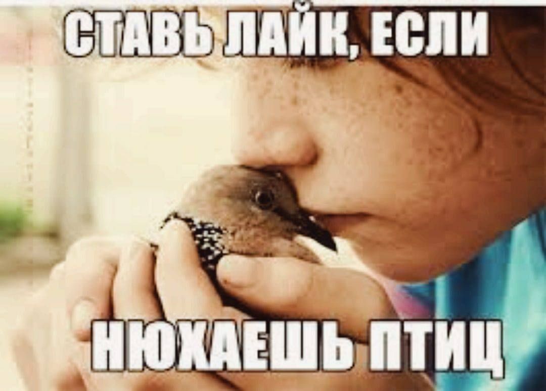 СТАВЬ ЛАЙК, ЕСЛИ А НЮХАЕШЬ, ПТИЦ АНЮХАЕШЬ,