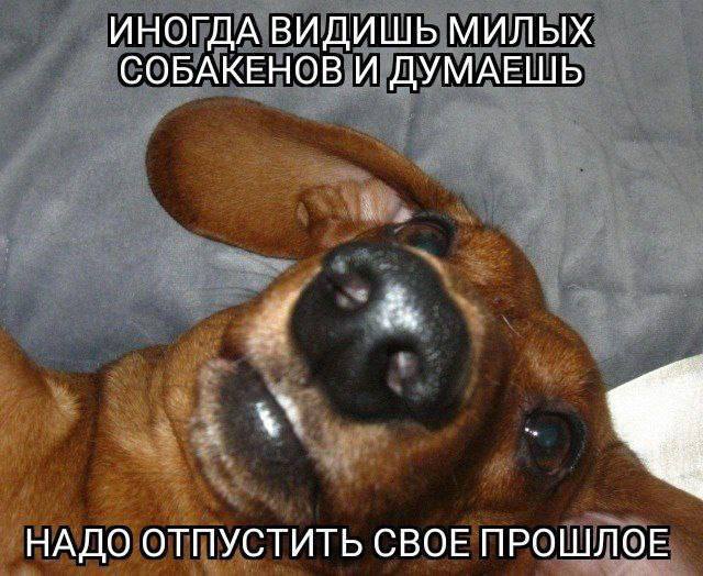 ИНОГДА ВИДИШЬ МИЛЫХ СОБАКЕНОВ И ДУМАЕШЬ НАДО ОТПУСТИТЬ СВОЕ ПРОШЛОЕ