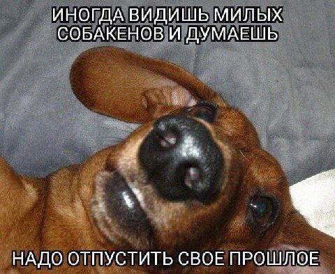 ИНОГДА ВИДИШЬ МИЛЫХ СОБАКЕНОВ И ДУМАЕШЬ НАДО ОТПУСТИТЬ СВОЕ ПРОШЛОЕ