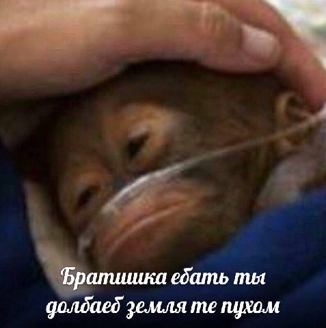 Фралииика ебать mut долдаеб земля пухом