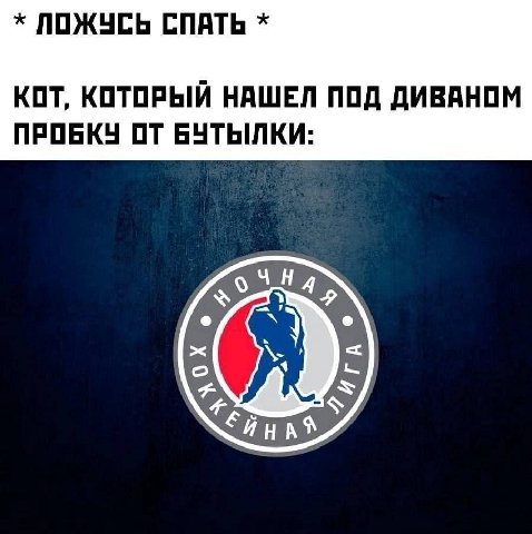 ЛОЖУСЬ СПАТЬ КОТ, КОТОРЫЙ НАШЕЛ ПОД ДИВАНОМ ПРОБКУ ОТ БУТЫЛКИ: