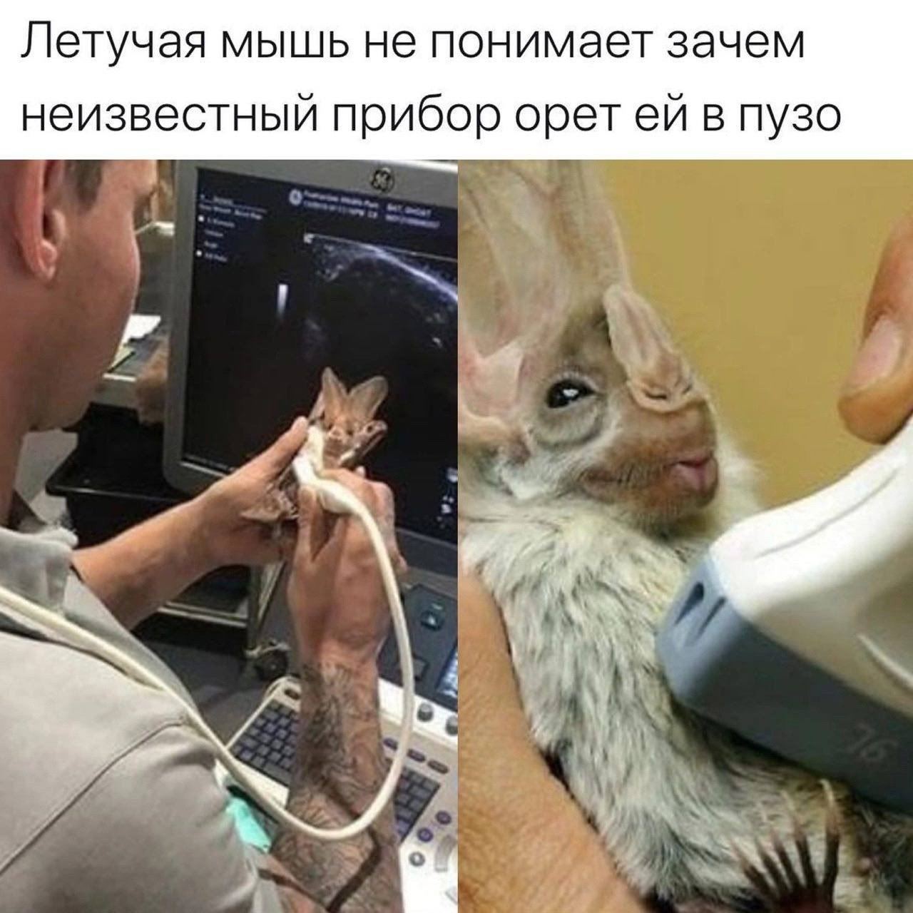 Летучая мышь не понимает зачем неизвестный прибор орет в пузо