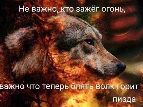 Не важно, кто зажег огонь, важно что теперь блять волк горит пизда