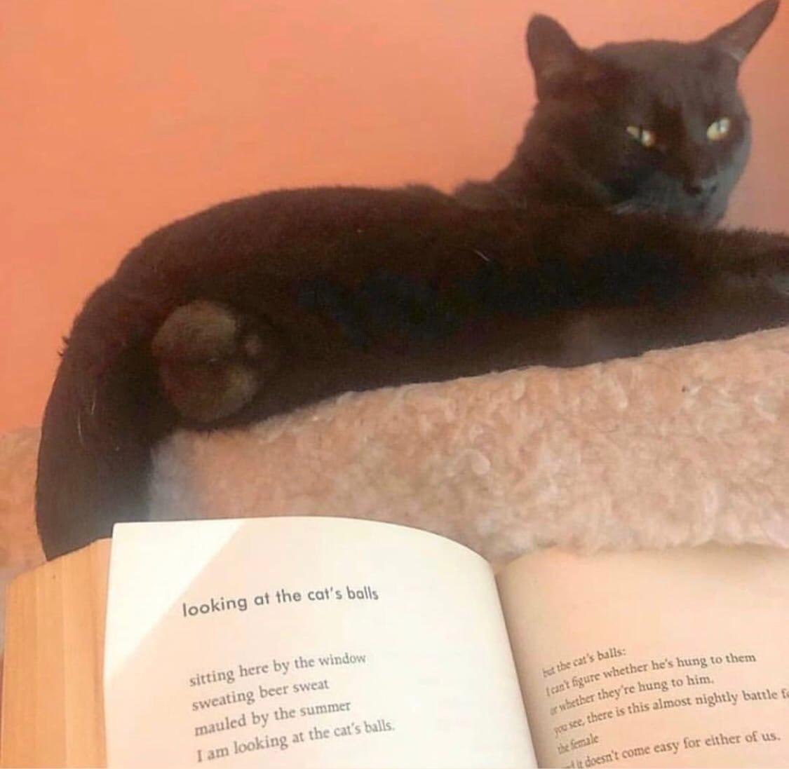 jooking at the cat's bolls bee the window peer sweat я the ere 127 joking the cat's balls