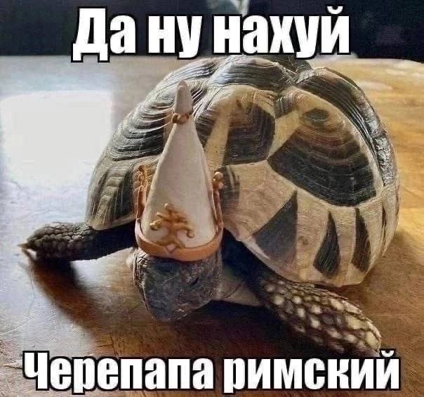 Дану нахуй a -Черепапа римский