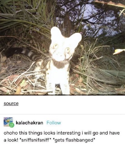 aN Hye ery У source в kalachakran Follow ohoho this things looks interesting i will and have a look! *sniffsnifsniff* *gets flashbanged*