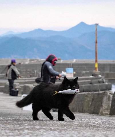 wis 4 ibe