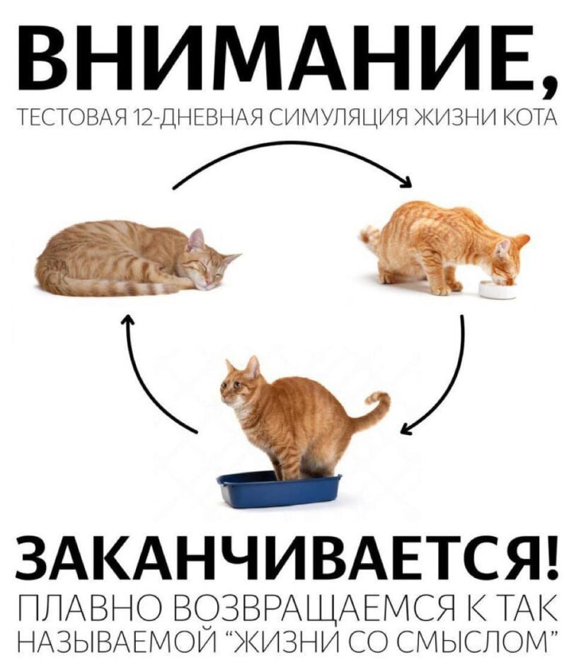 ВНИМАНИЕ ТЕСТОВАЯ 12-ДНЕВНАЯ СИМУЛЯЦИЯ ЖИЗНИ КОТА ЗАКАНЧИВАЕТСЯ! НАЗЫВАЕМОЙ “ЖИЗНИ СМЫСЛОМ” ПЛАВНО ВОЗВРАЩАЕМСЯ К ТАК