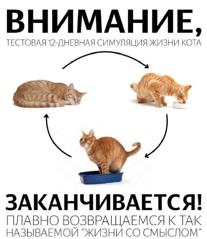 ВНИМАНИЕ ТЕСТОВАЯ 12-ДНЕВНАЯ СИМУЛЯЦИЯ ЖИЗНИ КОТА ЗАКАНЧИВАЕТСЯ! НАЗЫВАЕМОЙ “ЖИЗНИ СМЫСЛОМ” ПЛАВНО ВОЗВРАЩАЕМСЯ К ТАК