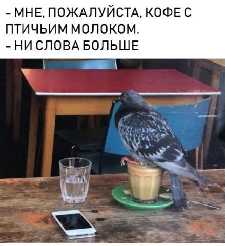 МНЕ, ПОЖАЛУЙСТА, КОФЕ С ПТИЧЬИМ МОЛОКОМ. НИ СЛОВА БОЛЬШЕ