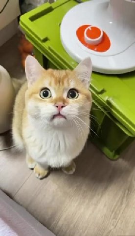 мем