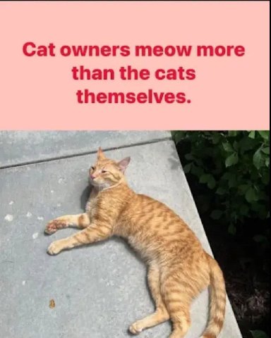 Cat owners meow more than the cats themselves. 4