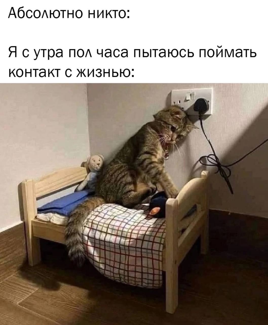 Абсолютно никто: Я сутра пол часа пытаюсь поймать контакт с жизнью: