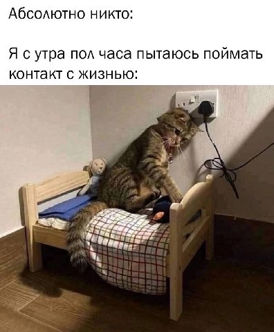 Абсолютно никто: Я сутра пол часа пытаюсь поймать контакт с жизнью: