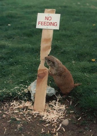 ‘FEEDING: 4