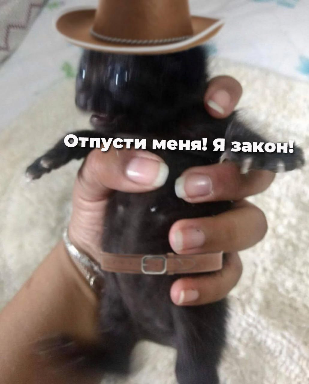 Отпусти меня! Я зак