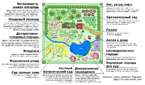 Ветрозащита, Лес роща, парк живая изгородь is Дуб (монгольский, зубчатый), сосна, Лиственница, сосна, ольха черная, сирень, лиственница, кедр, клёны (моно, приречный, зеленокорый, красный, завитой, по