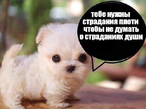 тебе нужны страдания плоти чтобы не думать 0 страданиях души 1